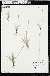 Festuca brachyphylla subsp. coloradensis image