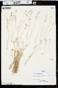 Vulpia microstachys image