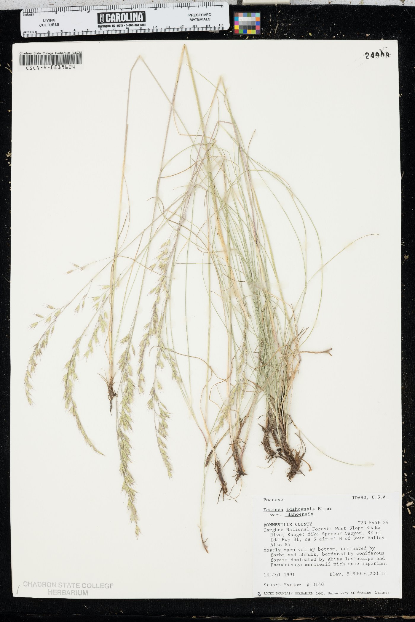 Festuca idahoensis var. idahoensis image