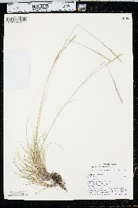 Festuca saximontana image