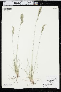 Festuca saximontana image