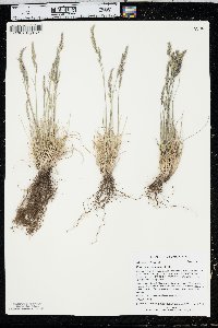 Festuca saximontana image