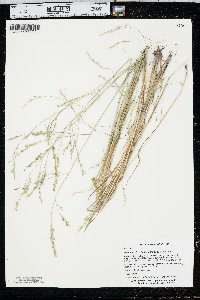 Festuca subverticillata image