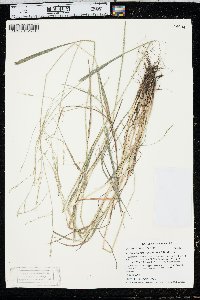 Festuca subverticillata image