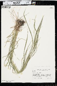 Festuca subverticillata image