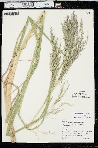 Glyceria grandis var. grandis image