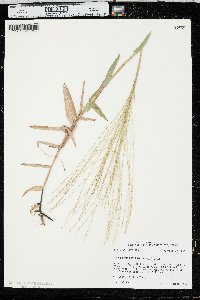 Gymnopogon ambiguus image