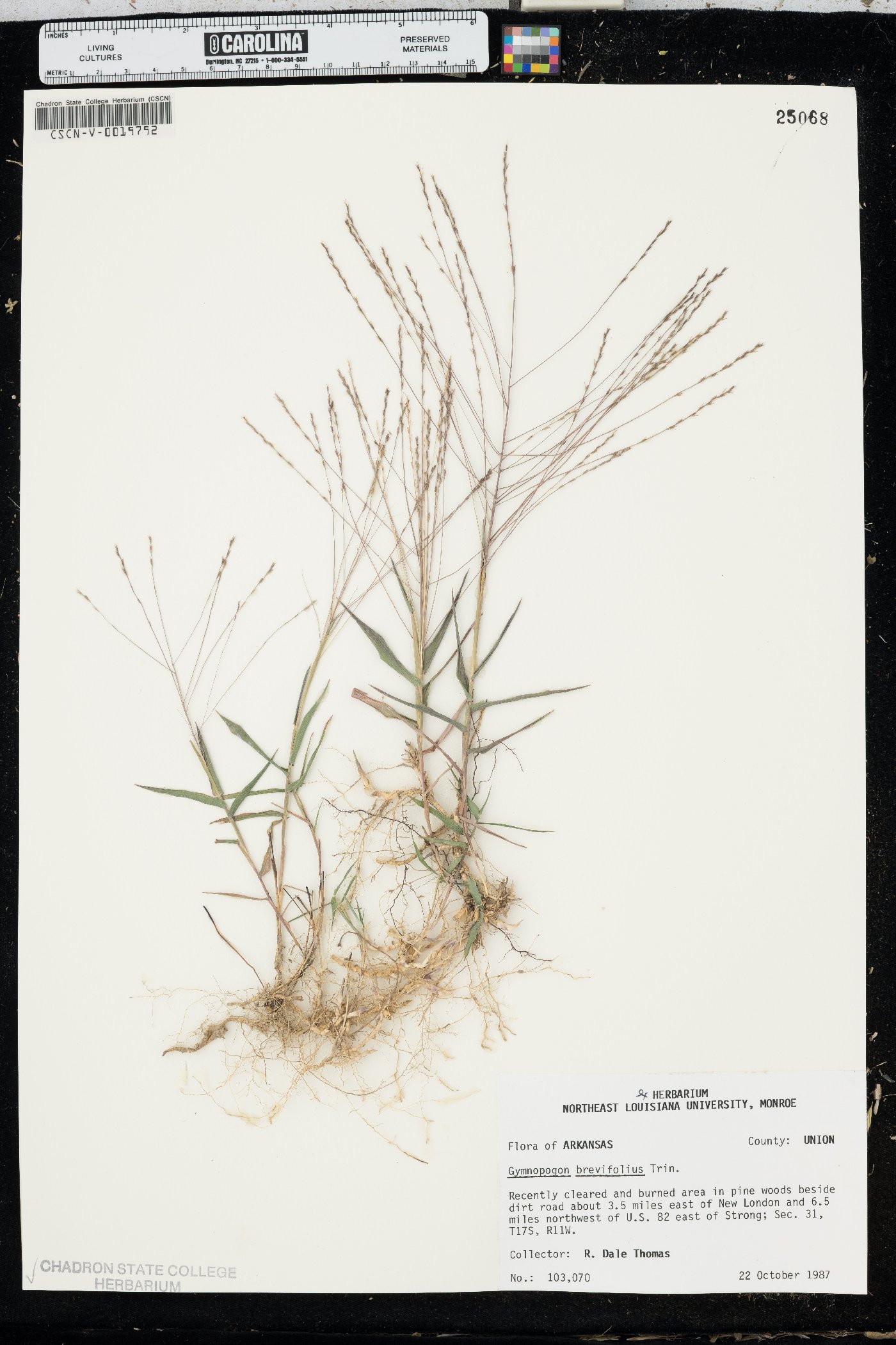 Gymnopogon brevifolius image