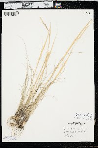 Hesperostipa comata subsp. comata image