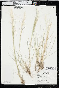 Hesperostipa comata subsp. comata image