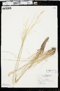 Hesperostipa comata image