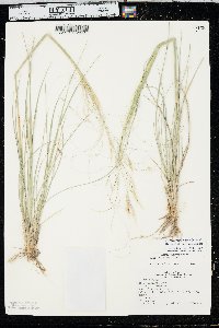 Hesperostipa comata image