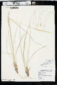 Hesperostipa spartea image