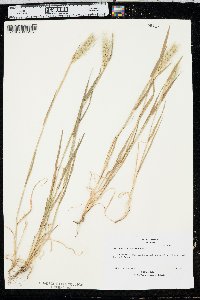 Hordeum murinum subsp. glaucum image