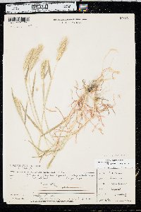 Hordeum murinum subsp. glaucum image