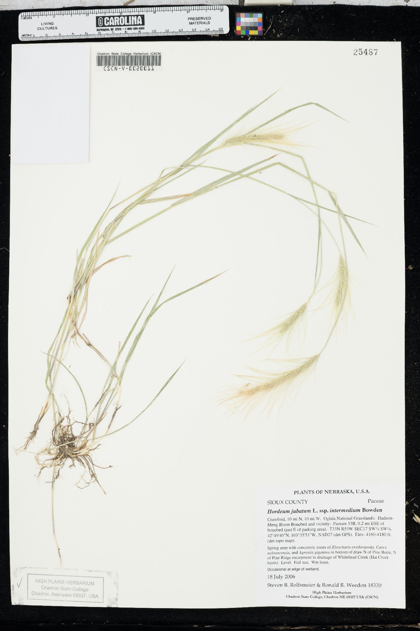 Hordeum jubatum subsp. intermedium image