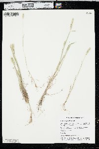 Hordeum pusillum image