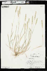 Hordeum pusillum image