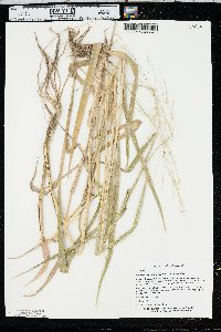 Leersia oryzoides var. oryzoides image