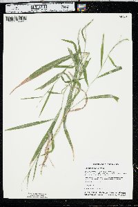 Leersia virginica image