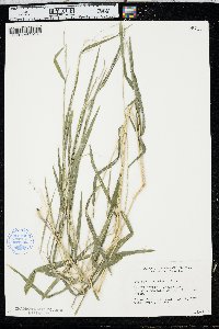 Leersia virginica image