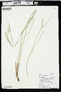 Leucopoa kingii image