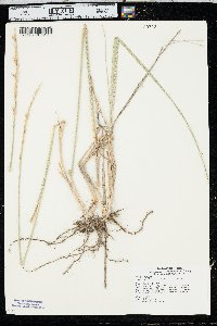 Leucopoa kingii image