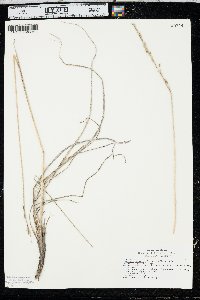 Leucopoa kingii image