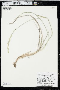 Leucopoa kingii image