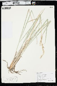 Leucopoa kingii image