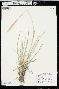 Leucopoa kingii image