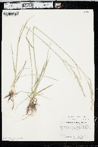 Leucopoa kingii image