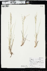 Leucopoa kingii image