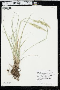 Leucopoa kingii image