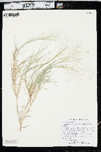 Muhlenbergia asperifolia image