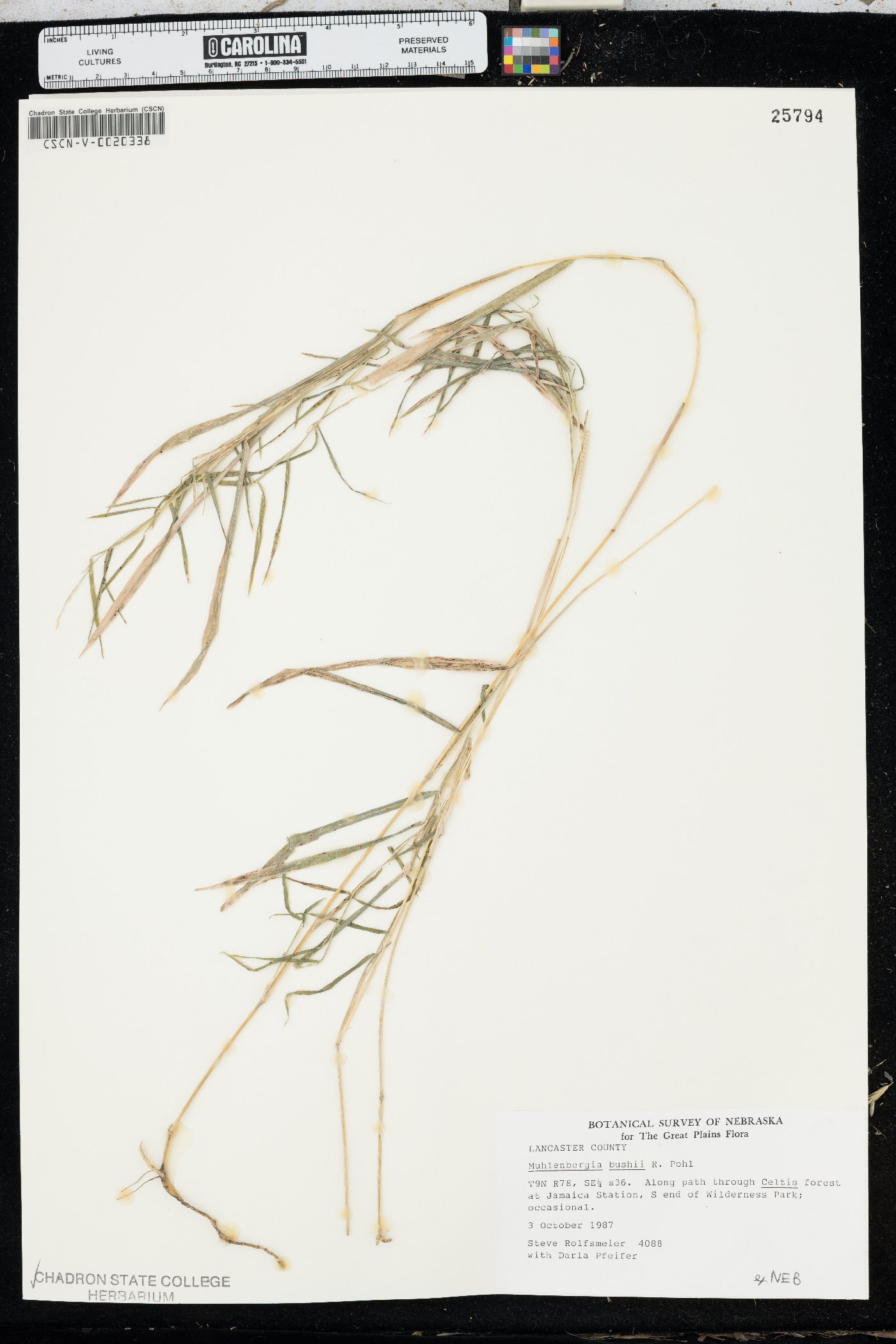 Muhlenbergia bushii image