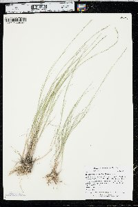 Muhlenbergia cuspidata image