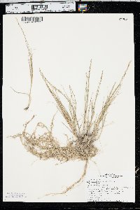 Muhlenbergia cuspidata image