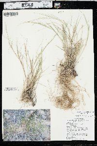 Muhlenbergia cuspidata image