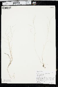 Muhlenbergia filiformis image