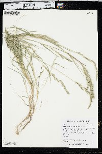 Muhlenbergia frondosa image