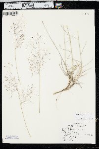 Muhlenbergia pungens image