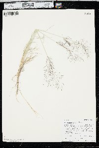 Muhlenbergia pungens image