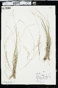 Muhlenbergia richardsonis image