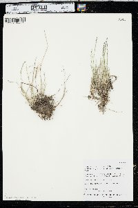 Muhlenbergia richardsonis image