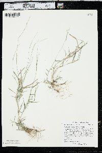 Muhlenbergia schreberi image