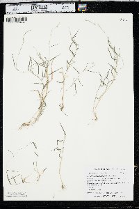 Muhlenbergia schreberi image