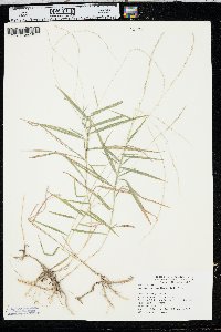 Muhlenbergia sobolifera image