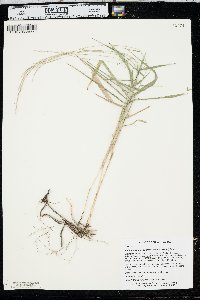 Muhlenbergia sobolifera image