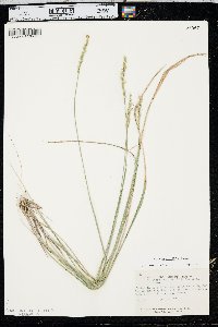 Oryzopsis asperifolia image